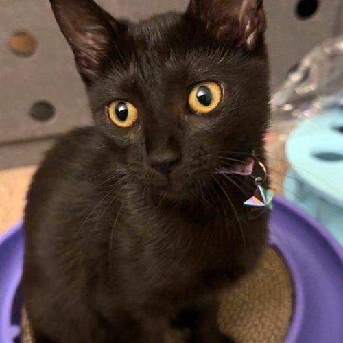 Enlarge Liv 5847 C, a Adoptable Domestic Short Hair in Frankfort, KY image 2/5