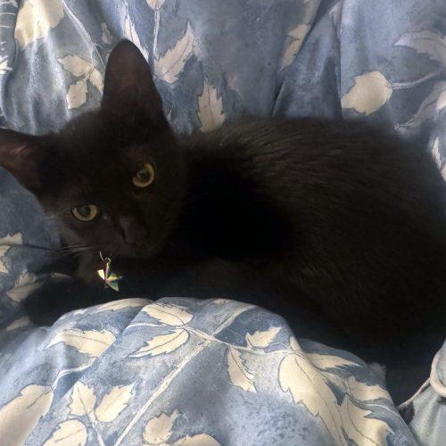 Enlarge Liv 5847 C, a Adoptable Domestic Short Hair in Frankfort, KY image 3/5