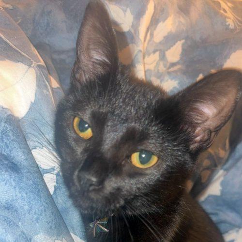 Enlarge Liv 5847 C, a Adoptable Domestic Short Hair in Frankfort, KY image 4/5