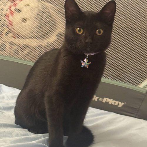 Enlarge Liv 5847 C, a Adoptable Domestic Short Hair in Frankfort, KY image 5/5