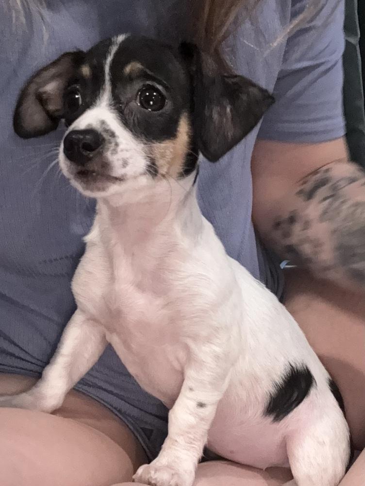 Enlarge RIVER, a Adoptable mixed breed in Broomfield, CO image 1/2