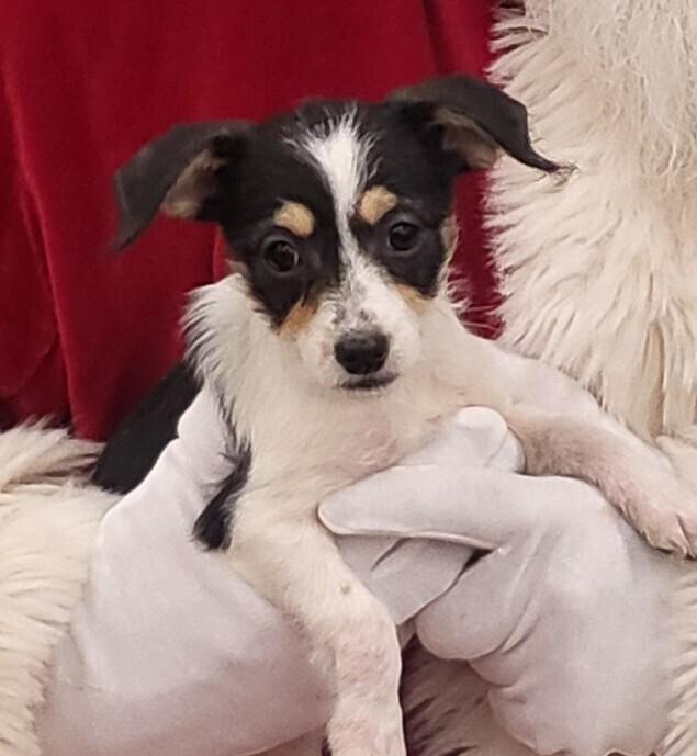 Enlarge RIVER, a Adoptable mixed breed in Broomfield, CO image 2/2