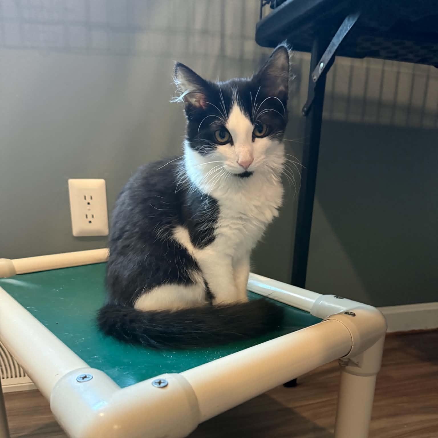 Enlarge Gummy Bear, a Adopted Tuxedo in New Bedford, MA image 5/5