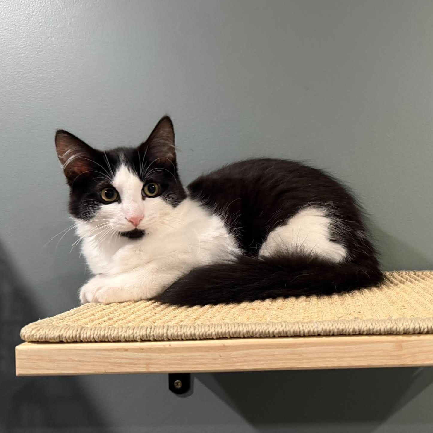 Enlarge Gummy Bear, a Adopted Tuxedo in New Bedford, MA image 1/5