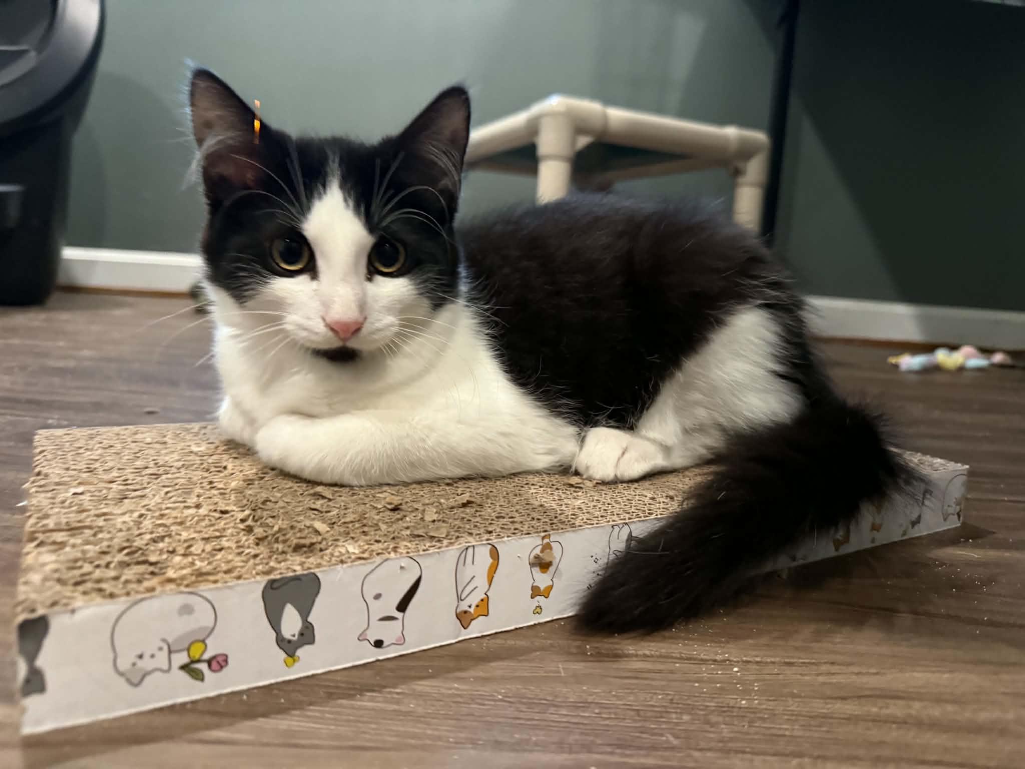 Enlarge Gummy Bear, a Adopted Tuxedo in New Bedford, MA image 4/5