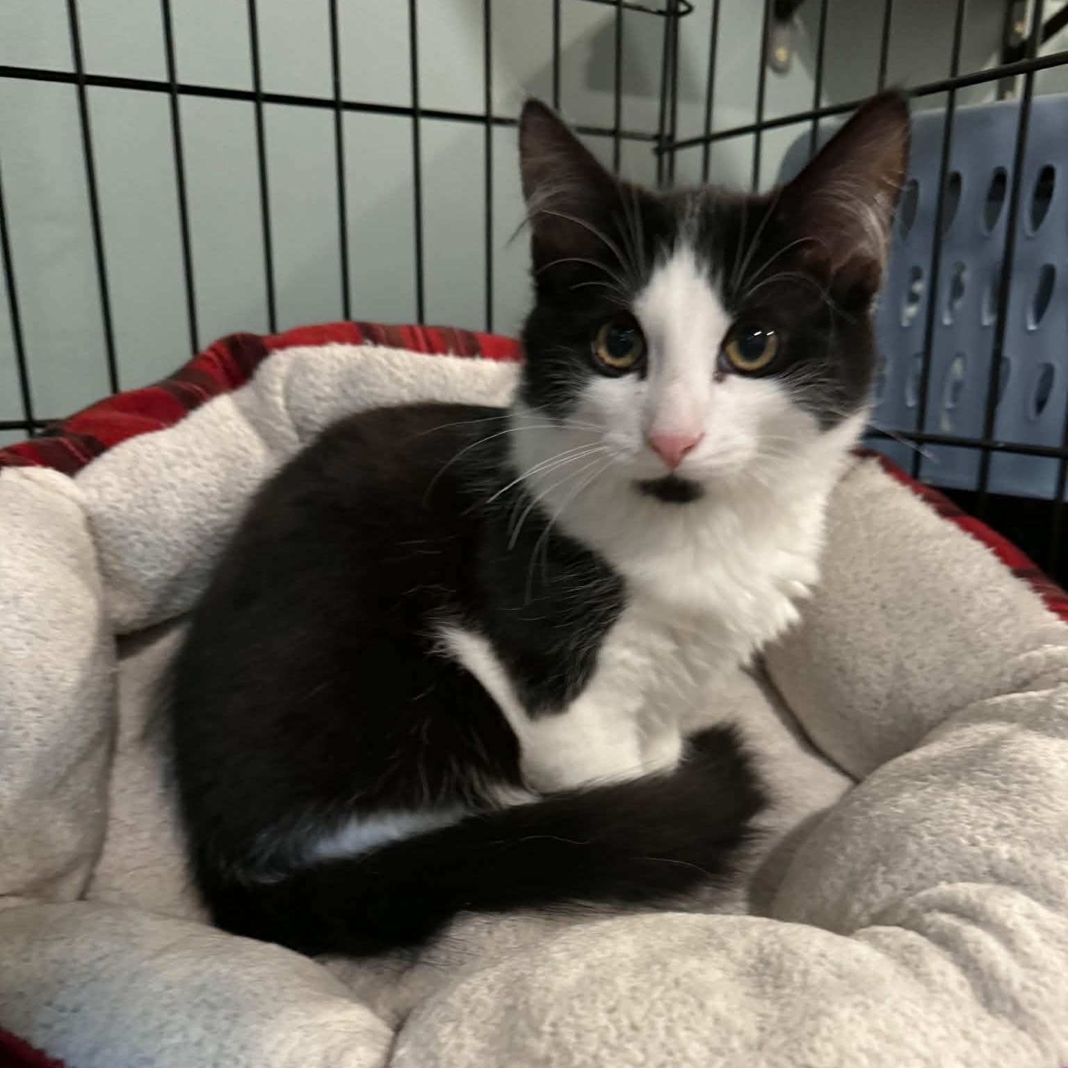 Enlarge Gummy Bear, a Adopted Tuxedo in New Bedford, MA image 3/5