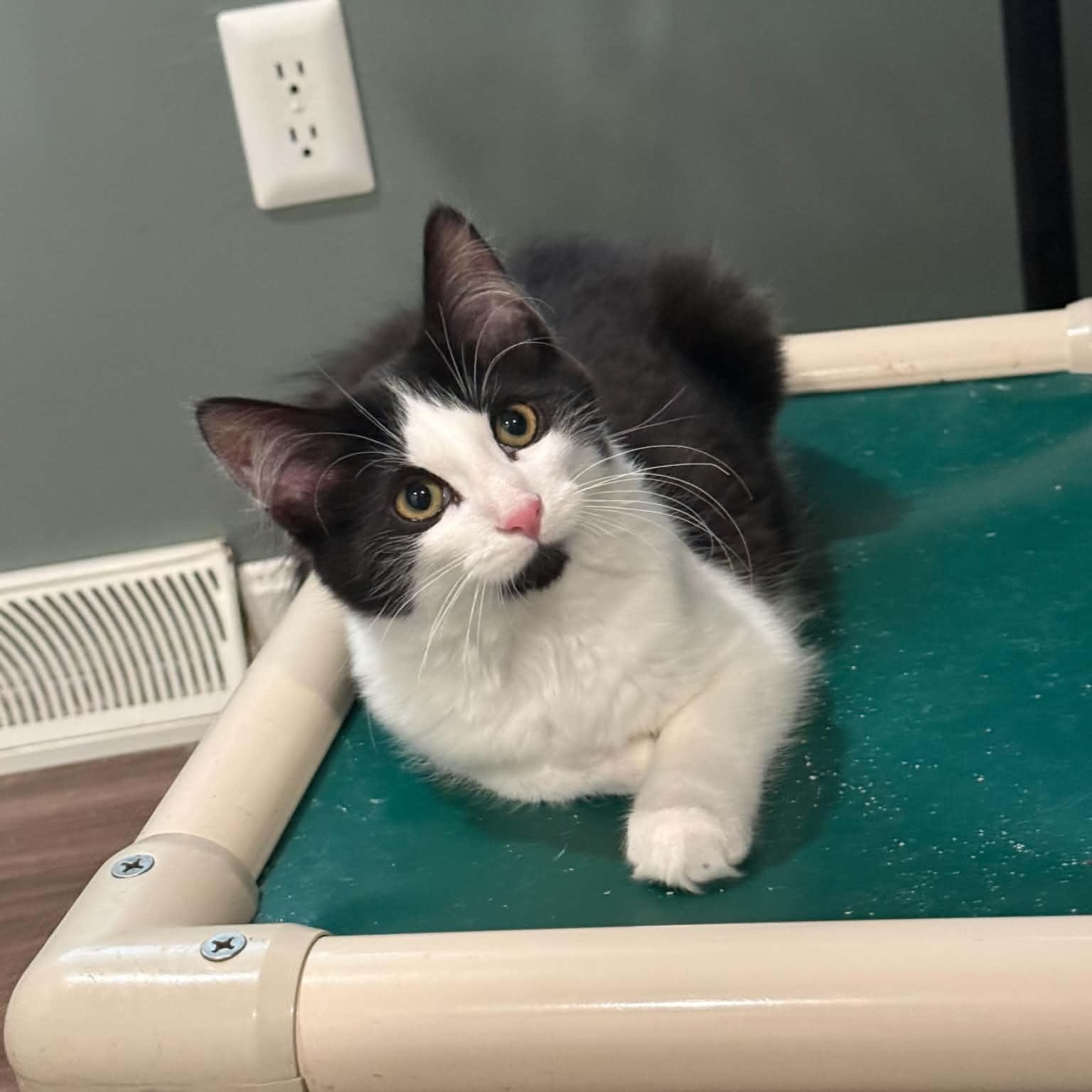 Enlarge Gummy Bear, a Adopted Tuxedo in New Bedford, MA image 2/5