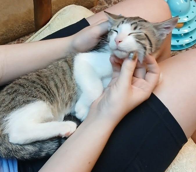 February, Adoptable, Kitten Male Domestic Short Hair.