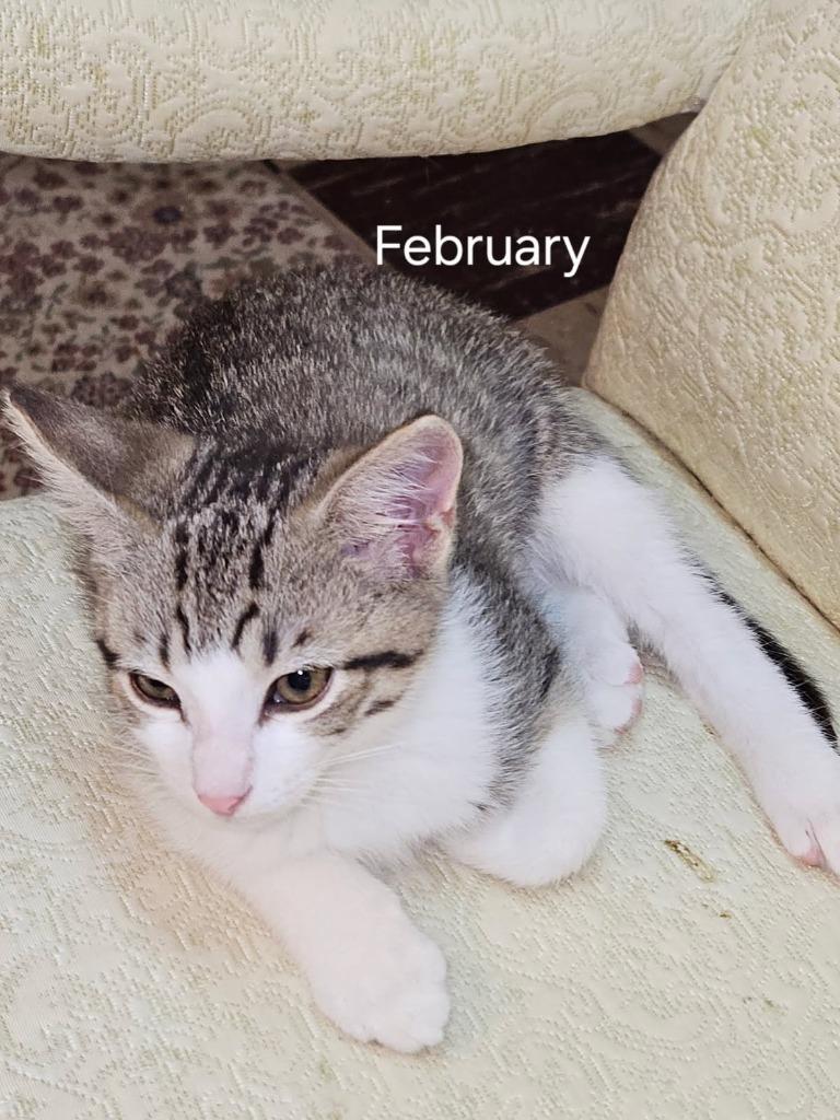 Enlarge February, a Adoptable mixed breed in Parkville, MD image 2/4