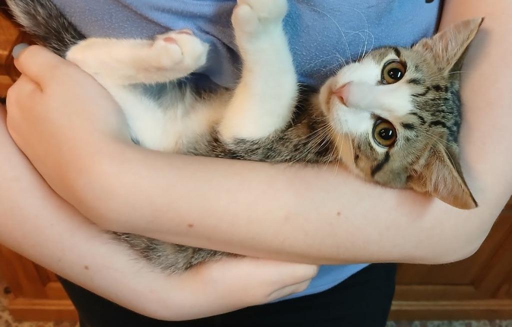 Enlarge February, a Adoptable mixed breed in Parkville, MD image 3/4