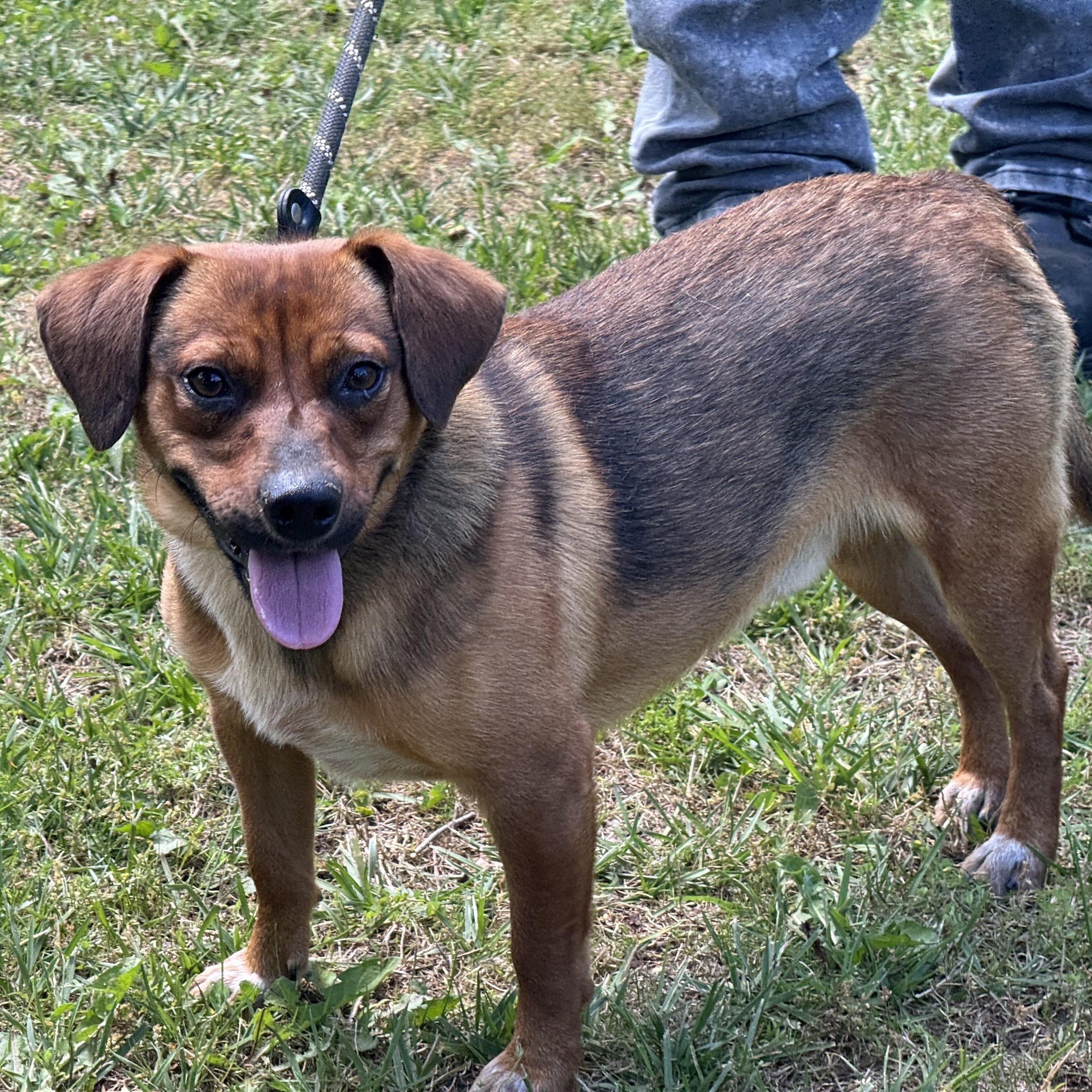 Nugget, a ADOPTABLE mixed breed in Richmond, VA image 6/6