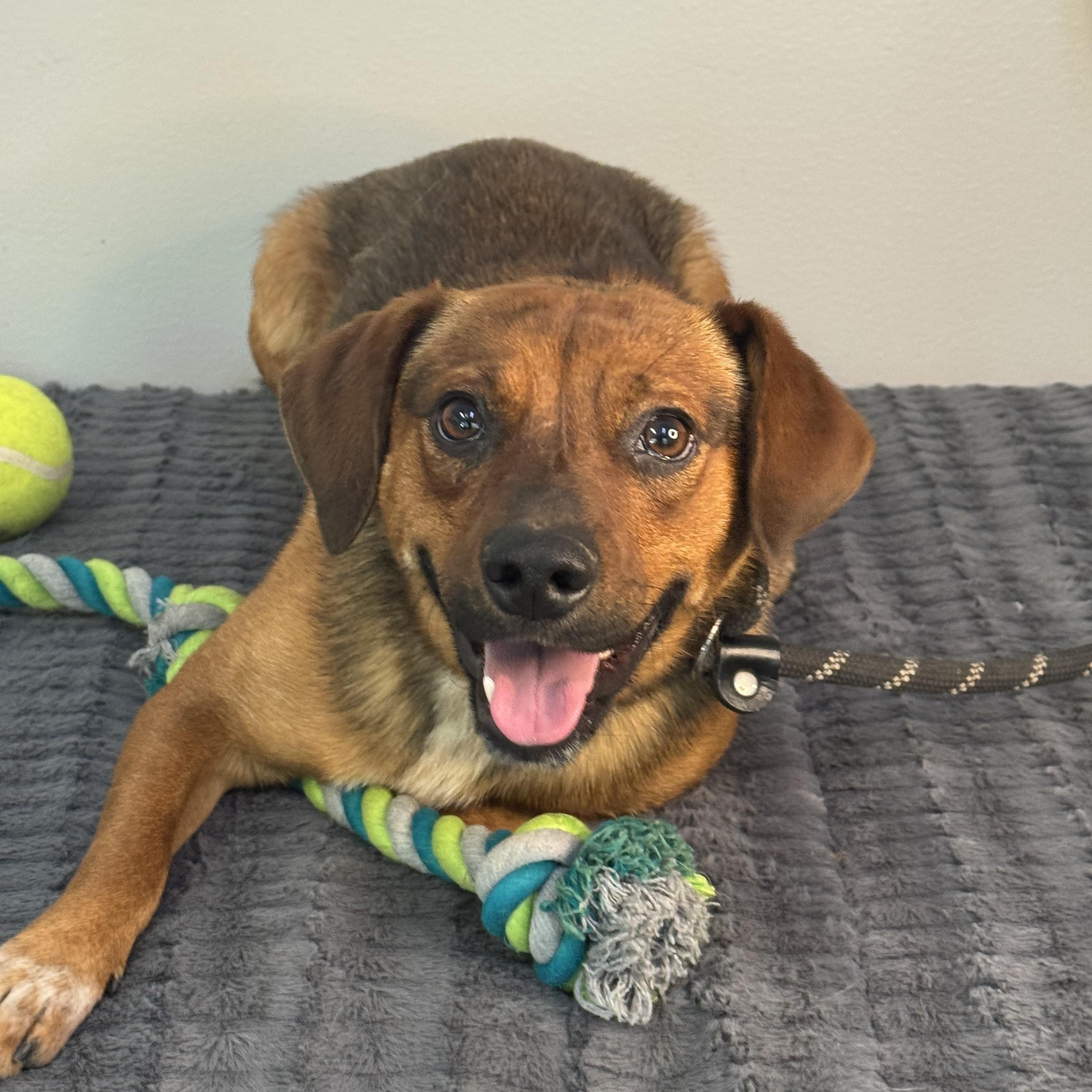 Nugget, a ADOPTABLE mixed breed in Richmond, VA image 1/6