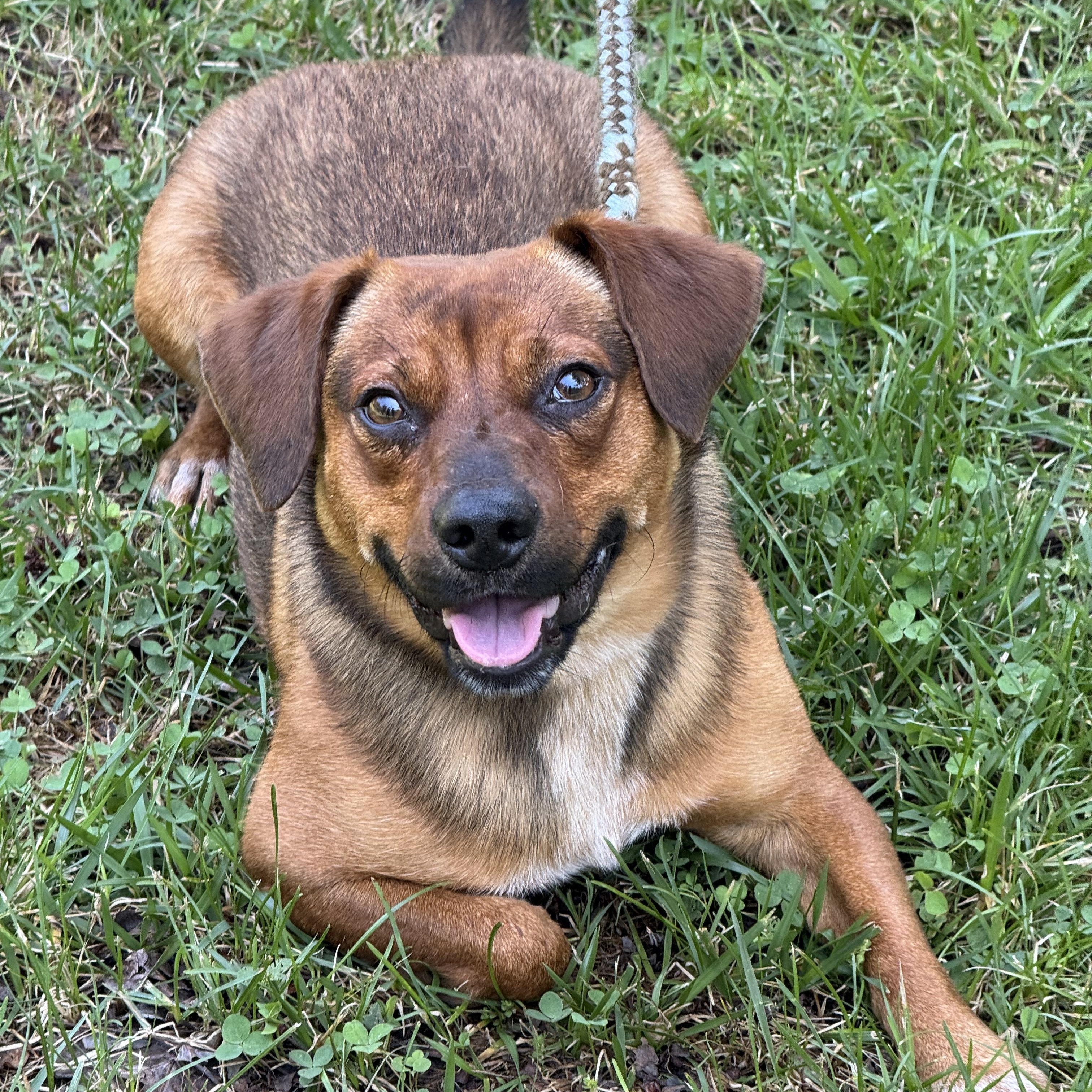 Nugget, a ADOPTABLE mixed breed in Richmond, VA image 2/6