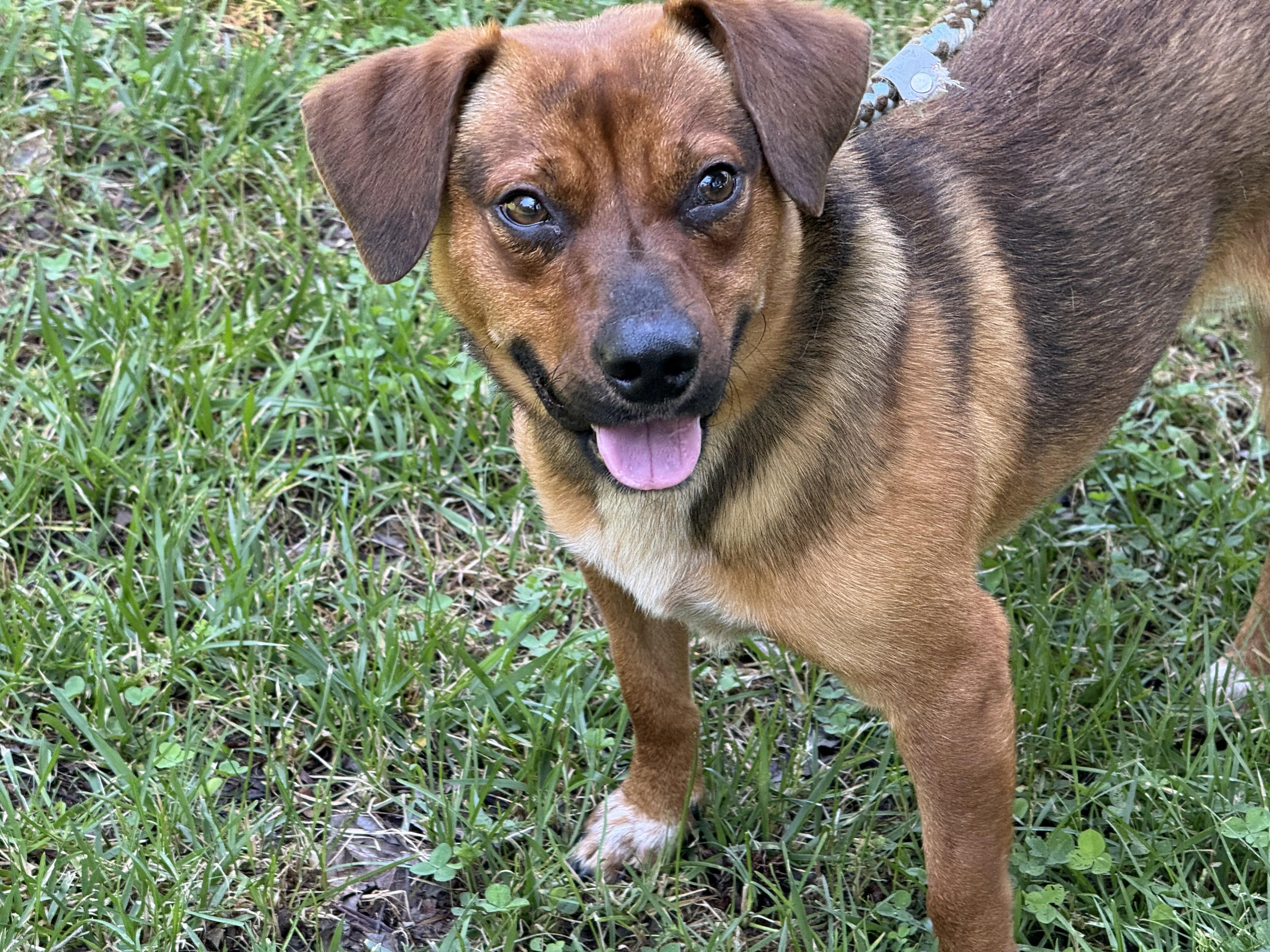 Nugget, a ADOPTABLE mixed breed in Richmond, VA image 4/6