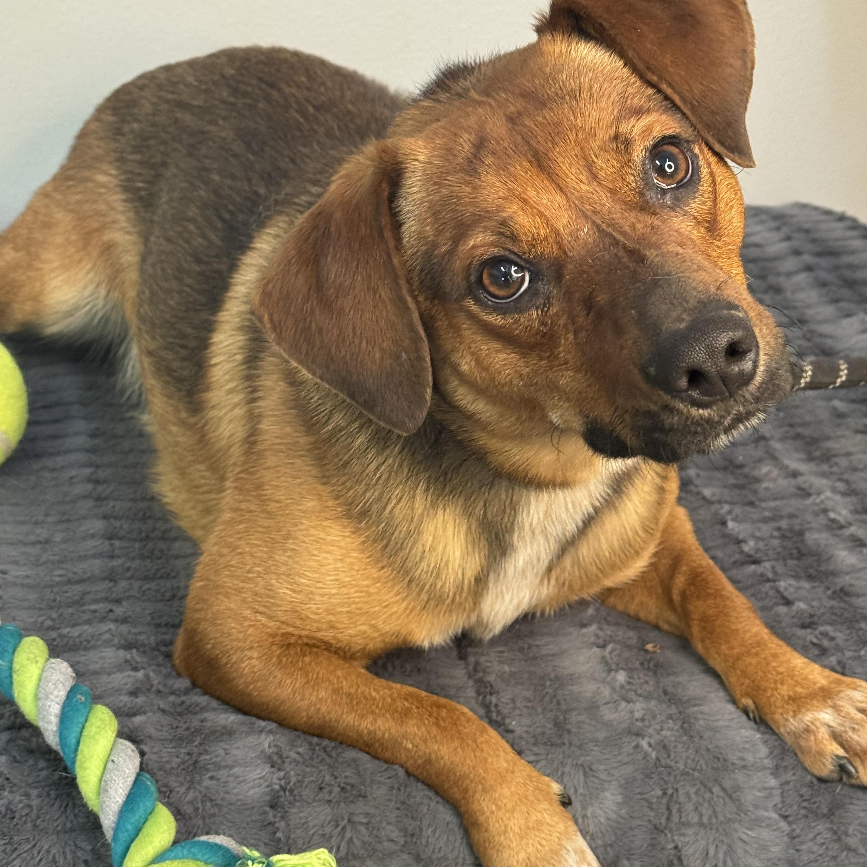 Nugget, a ADOPTABLE mixed breed in Richmond, VA image 5/6