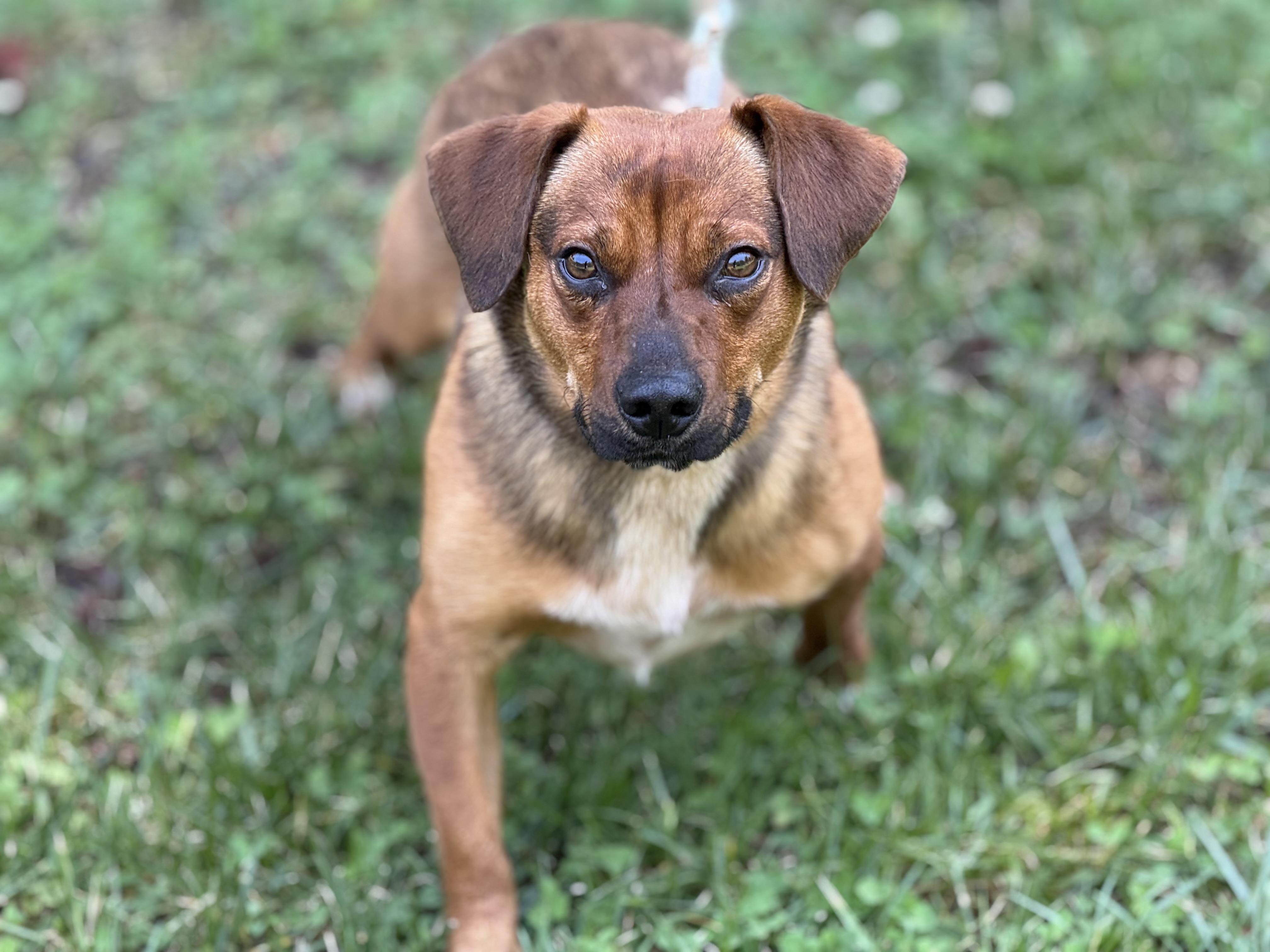 Nugget, a ADOPTABLE mixed breed in Richmond, VA image 3/6