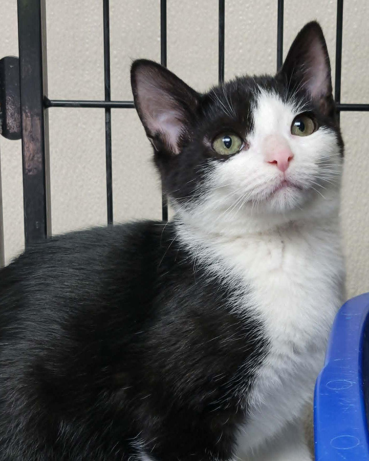Bandit, ADOPTABLE, Kitten Male Domestic Short Hair.