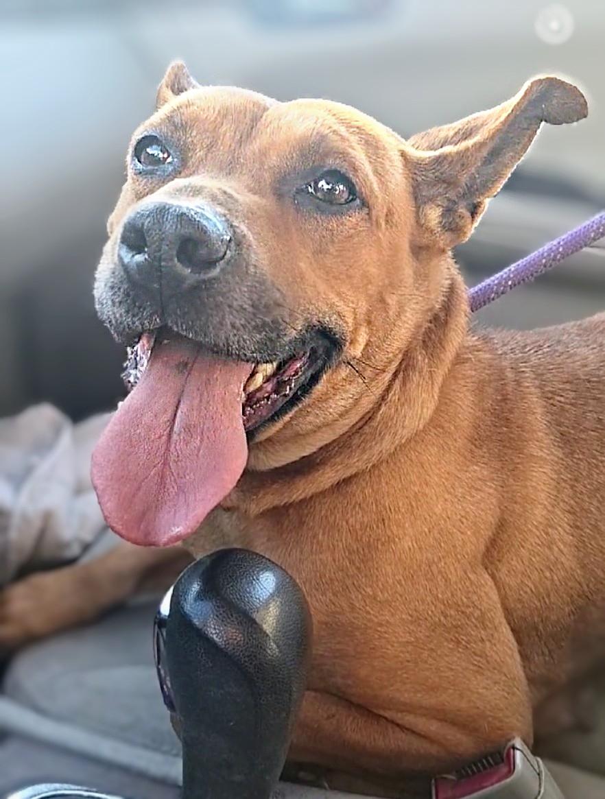 Enlarge WILLOW, a Adoptable mixed breed in Flint, MI image 1/2