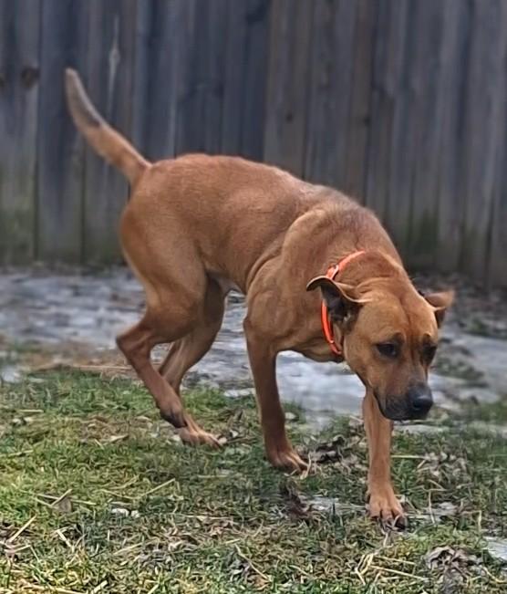 Enlarge WILLOW, a Adoptable mixed breed in Flint, MI image 2/2