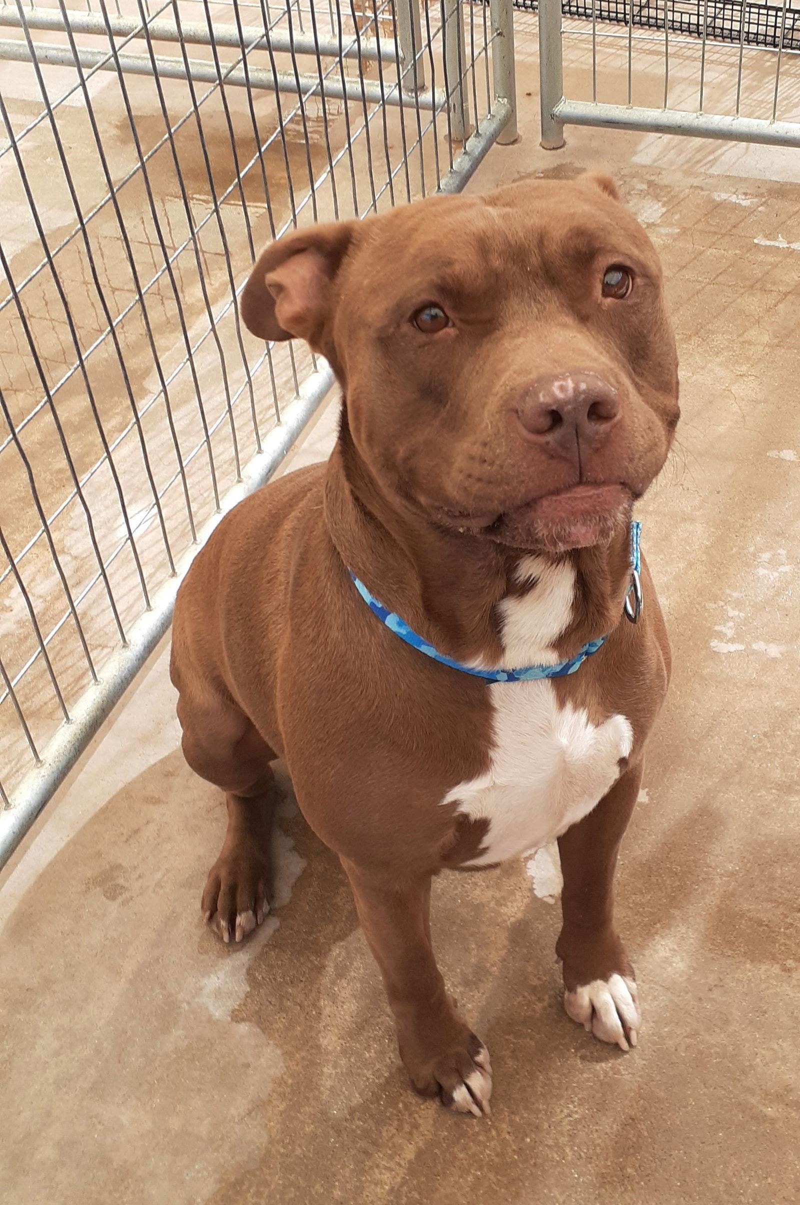 Enlarge Taz, a Adoptable American Staffordshire Terrier in Cottonwood, AZ image 1/3