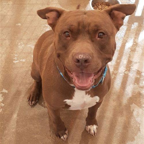 Enlarge Taz, a Adoptable American Staffordshire Terrier in Cottonwood, AZ image 2/3