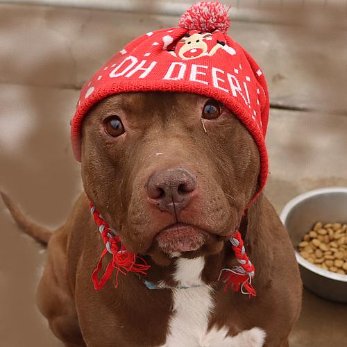 Enlarge Taz, a Adoptable American Staffordshire Terrier in Cottonwood, AZ image 3/3