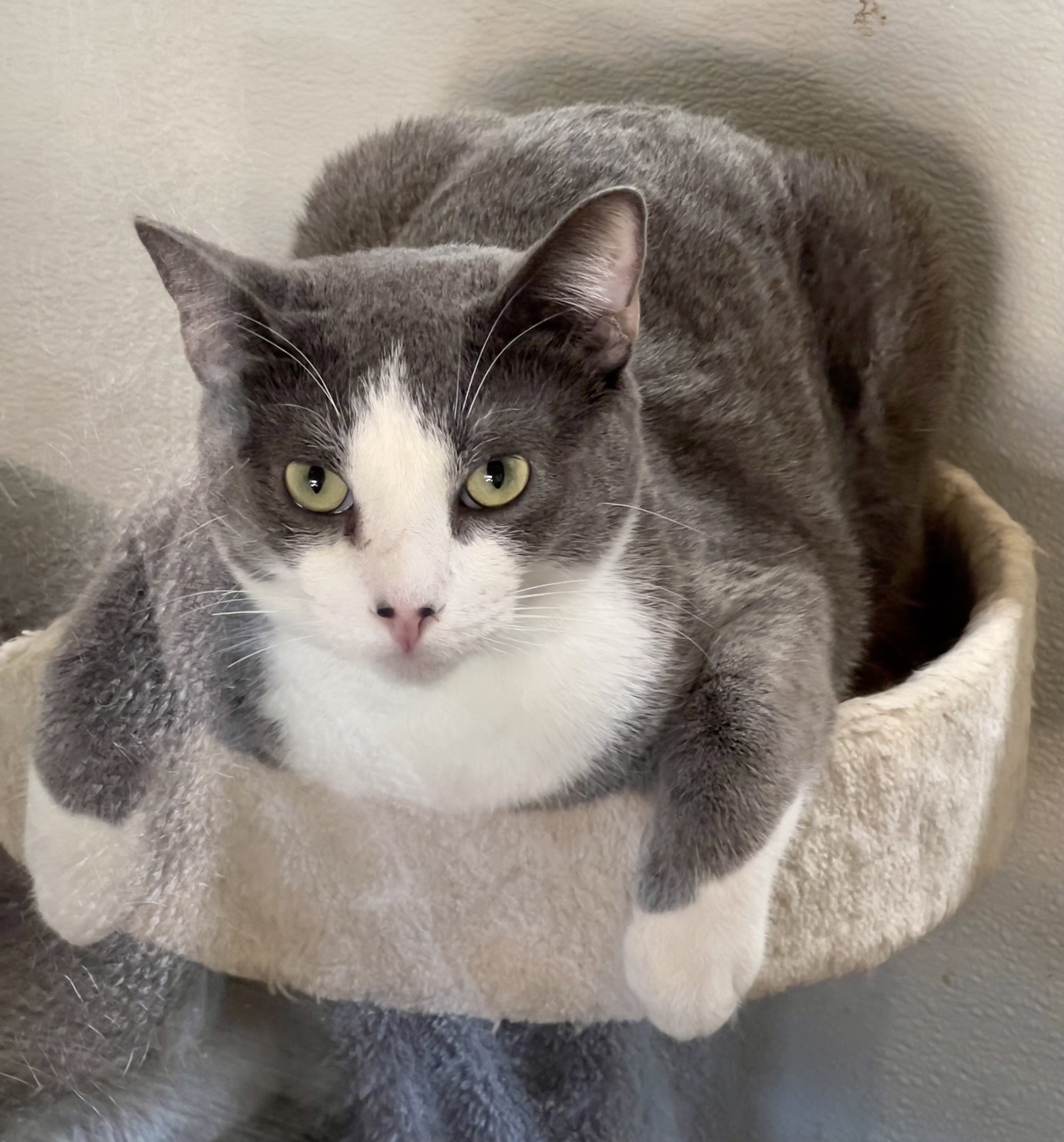 Albert, Young Male Domestic Short Hair