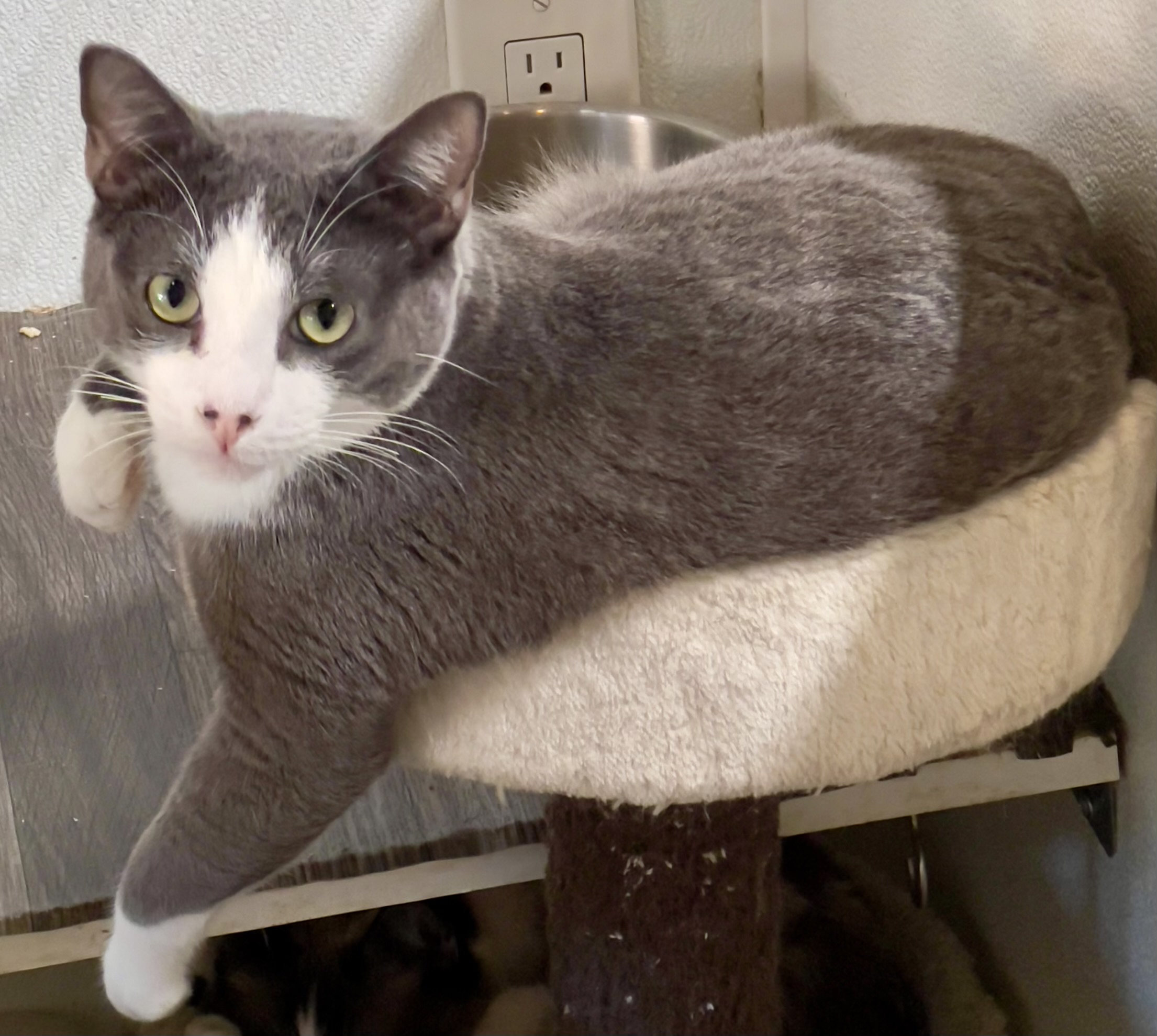 Enlarge Albert, a Adoptable Domestic Short Hair in Pomona, CA image 2/2