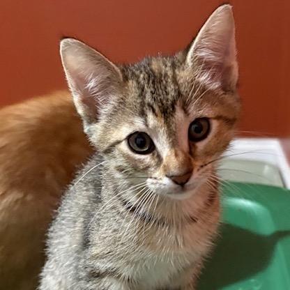 Enlarge Annabelle, a Adoptable Domestic Short Hair in Folsom, LA image 1/1