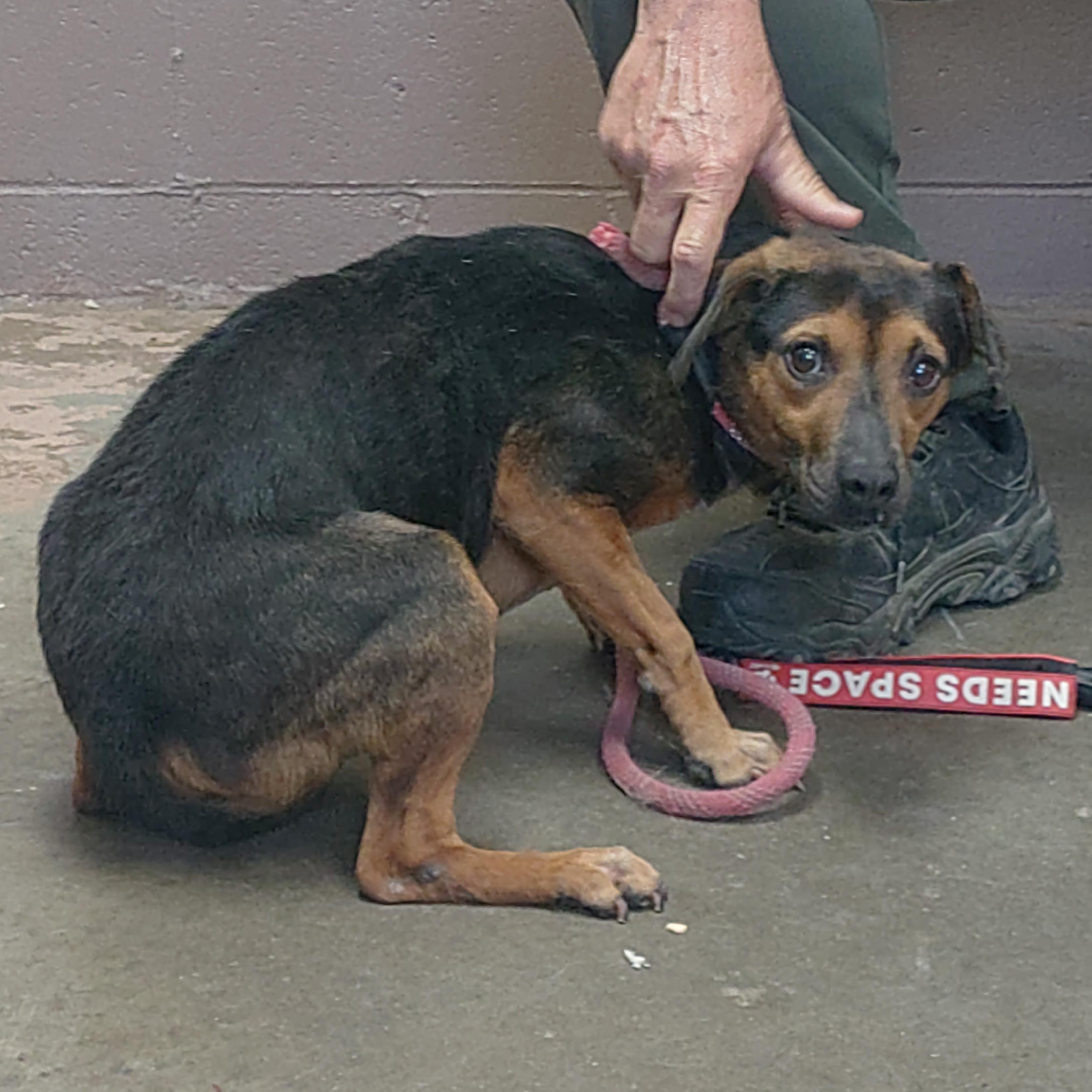 26-057, a ADOPTABLE mixed breed in Carrollton, OH image 3/3