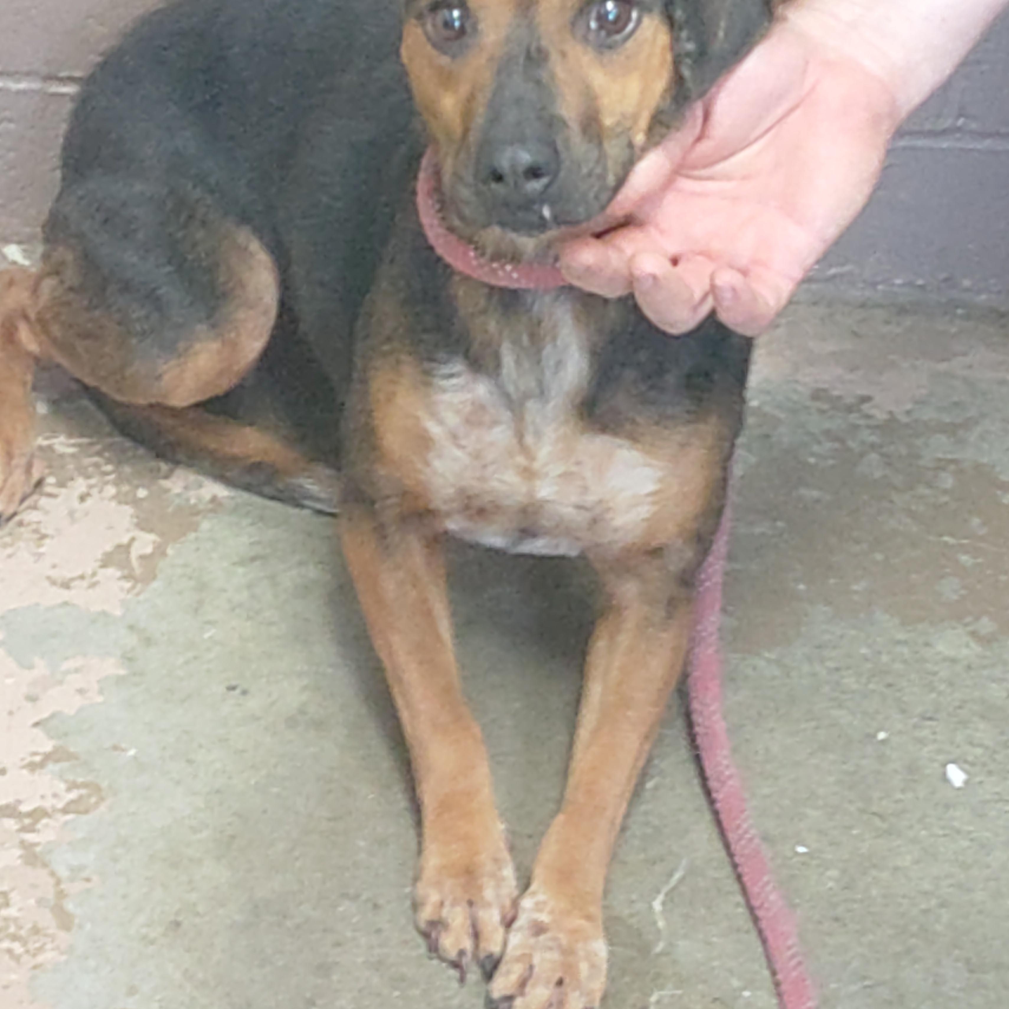 26-057, a ADOPTABLE mixed breed in Carrollton, OH image 1/3