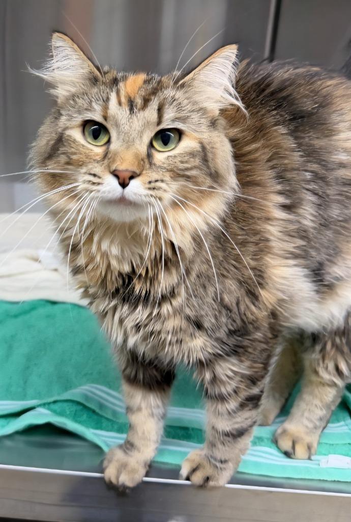 Sapphire, Adoptable, Young Female Domestic Medium Hair.