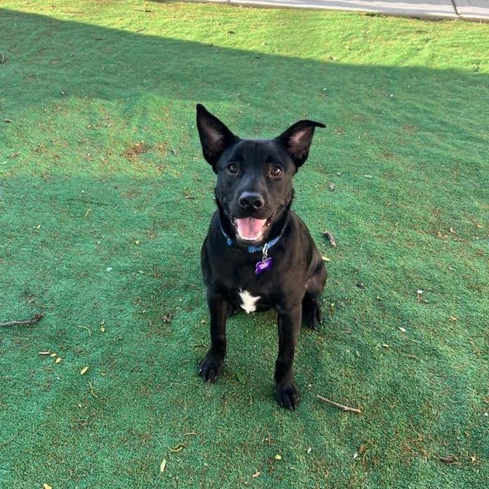 Enlarge Asta, a Adoptable Black Labrador Retriever in Chicago, IL image 2/6