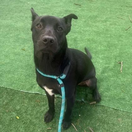 Enlarge Asta, a Adoptable Black Labrador Retriever in Chicago, IL image 3/6