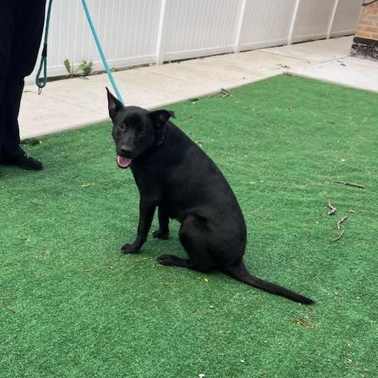 Enlarge Asta, a Adoptable Black Labrador Retriever in Chicago, IL image 4/6