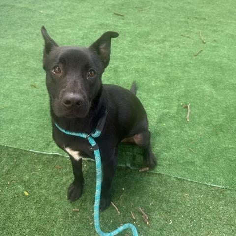 Enlarge Asta, a Adoptable Black Labrador Retriever in Chicago, IL image 5/6