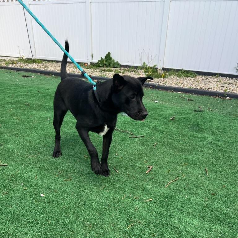 Enlarge Asta, a Adoptable Black Labrador Retriever in Chicago, IL image 6/6