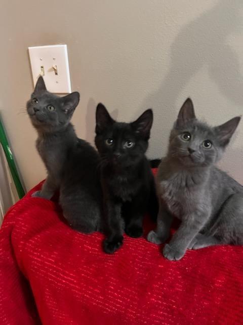 Enlarge Winter, a Adopted mixed breed in Shawnee, KS image 1/6