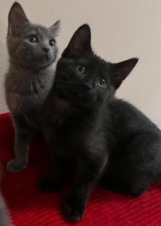 Enlarge Winter, a Adopted mixed breed in Shawnee, KS image 2/6