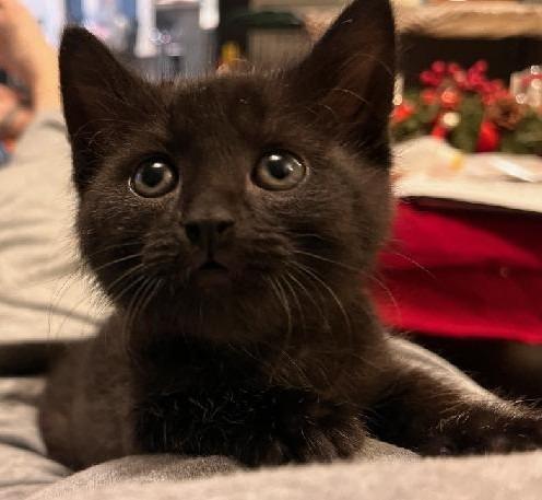 Enlarge Winter, a Adopted mixed breed in Shawnee, KS image 3/6