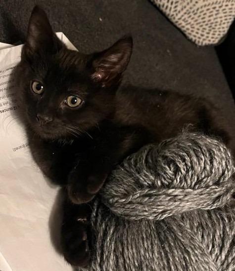 Enlarge Winter, a Adopted mixed breed in Shawnee, KS image 4/6