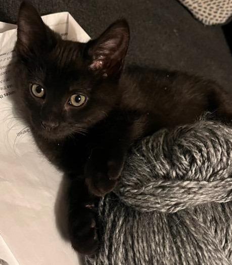 Enlarge Winter, a Adopted mixed breed in Shawnee, KS image 5/6