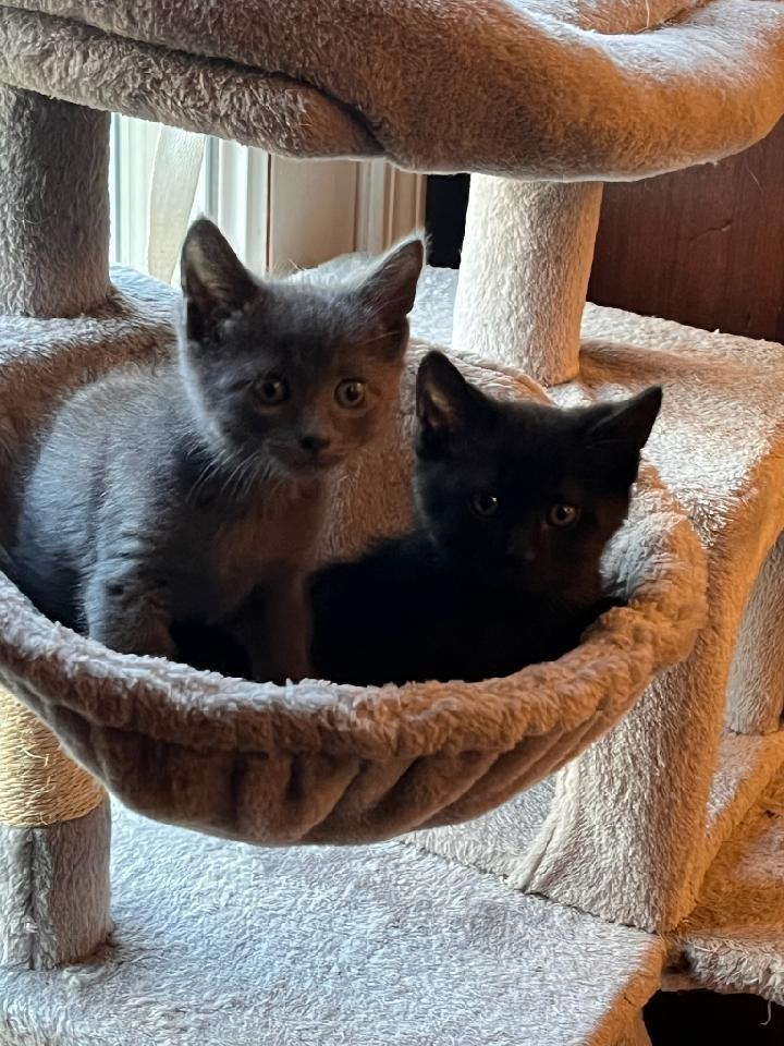 Enlarge Winter, a Adopted mixed breed in Shawnee, KS image 6/6