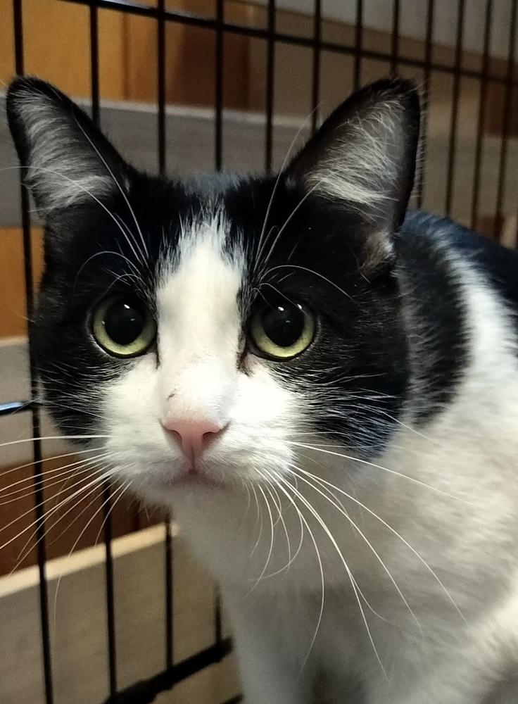 Dandy, Adoptable, Adult Female Domestic Short Hair.