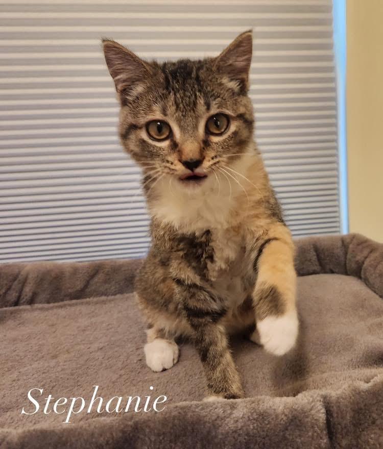 Stephanie, a ADOPTABLE Domestic Short Hair in Turnersville, NJ image 1/4