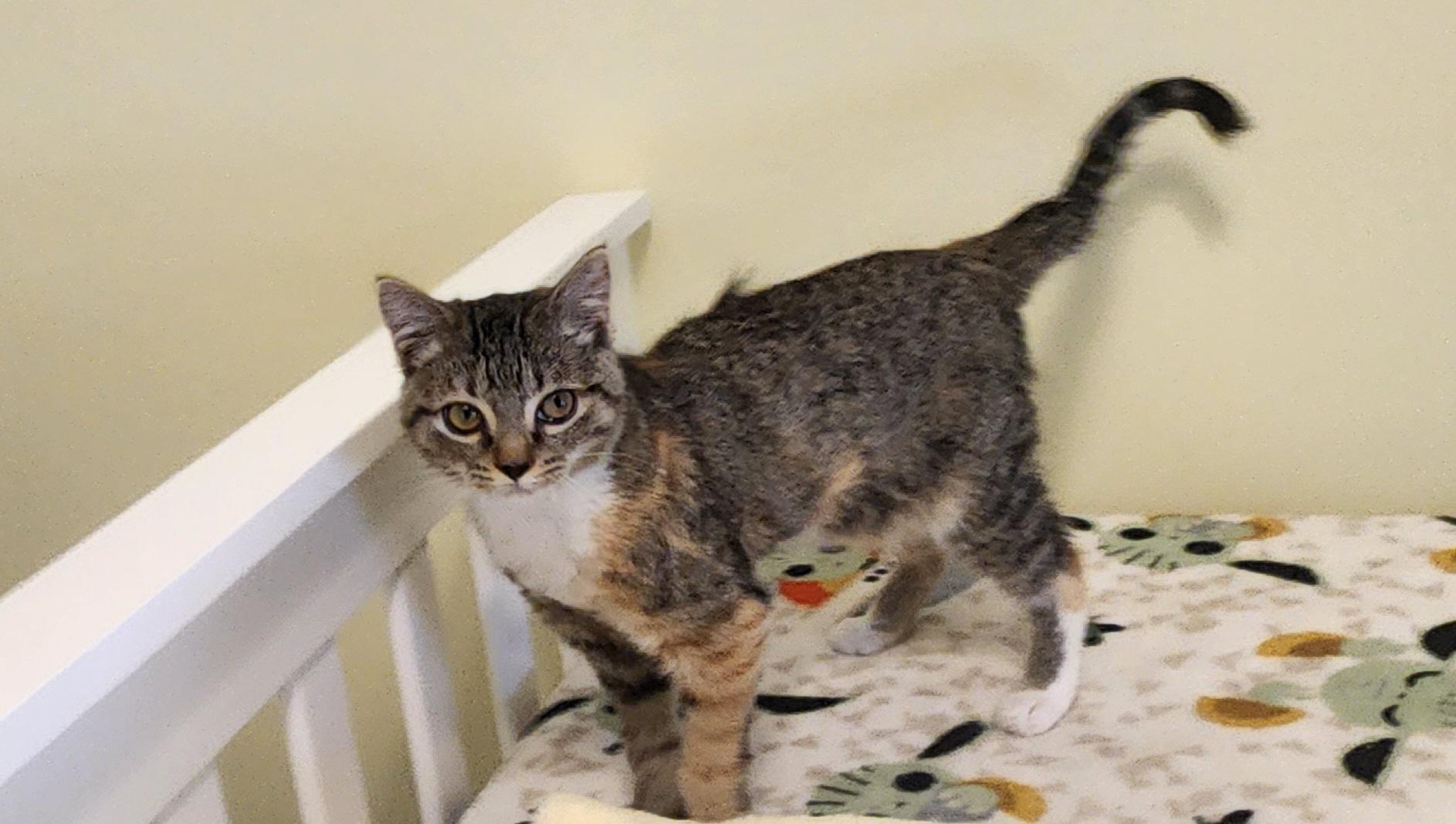 Stephanie, a ADOPTABLE Domestic Short Hair in Turnersville, NJ image 3/4