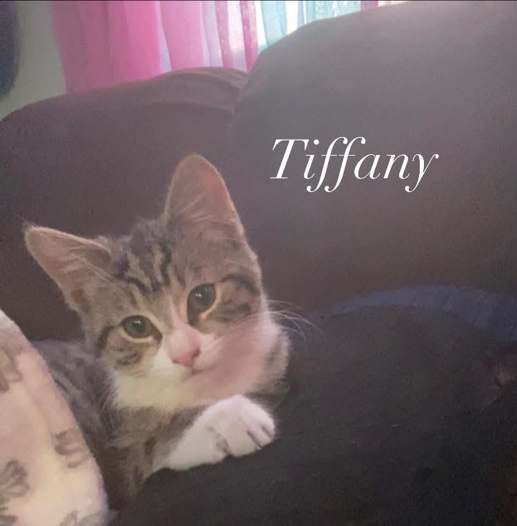 Stephanie, a ADOPTABLE Domestic Short Hair in Turnersville, NJ image 4/4