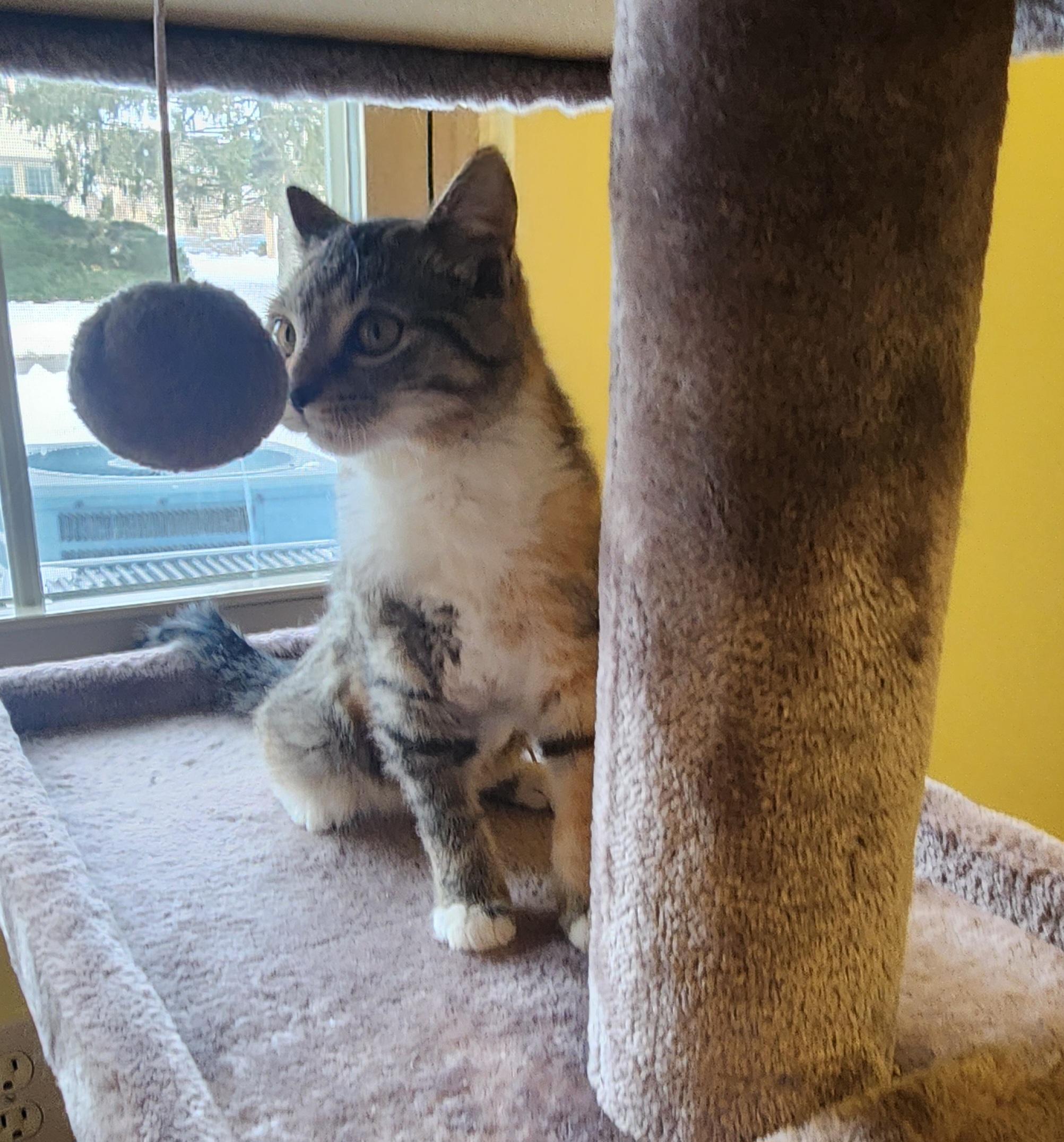 Stephanie, a ADOPTABLE Domestic Short Hair in Turnersville, NJ image 2/4