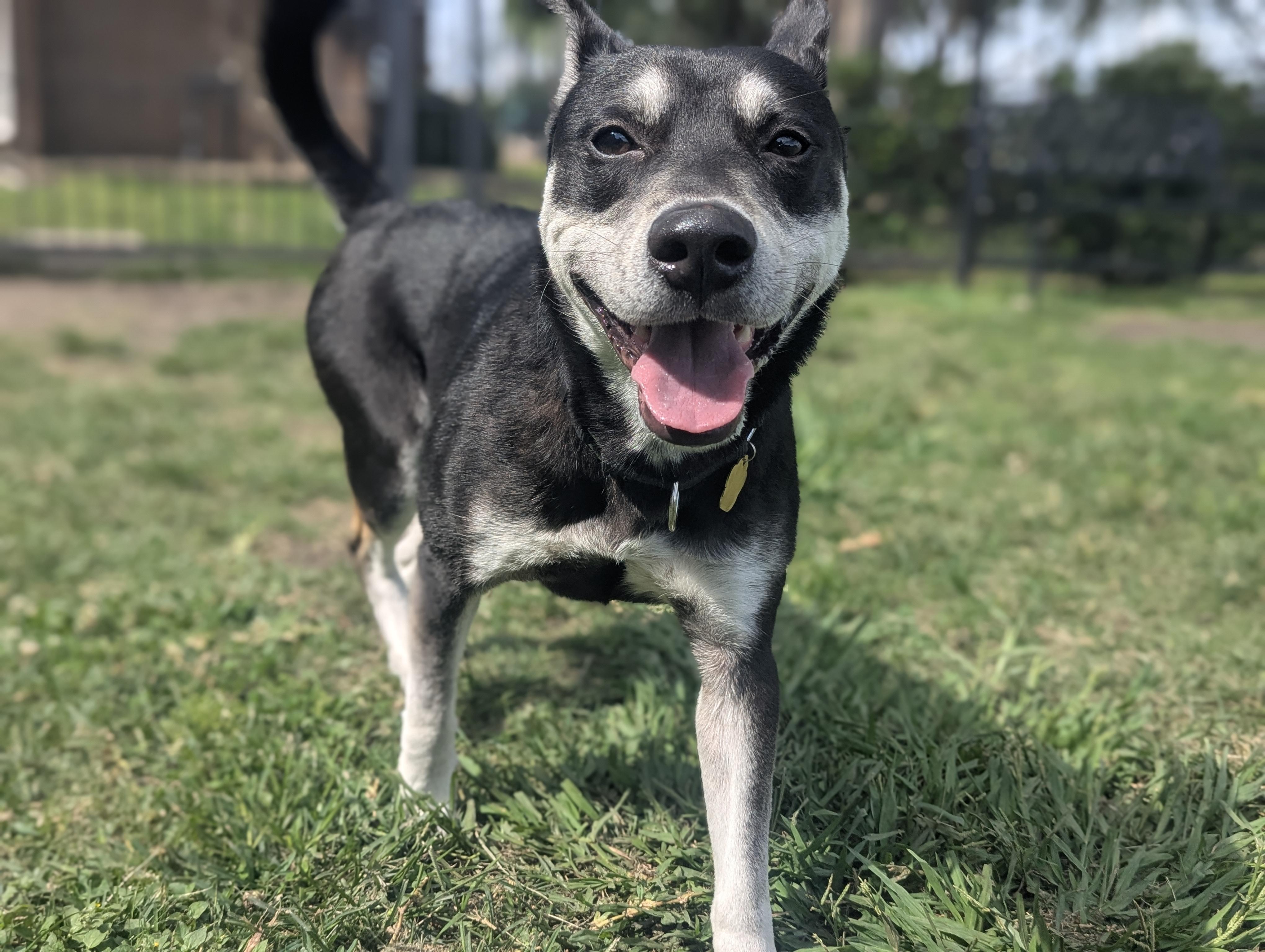 Enlarge Ghost, a Adoptable mixed breed in Houston, TX image 1/6