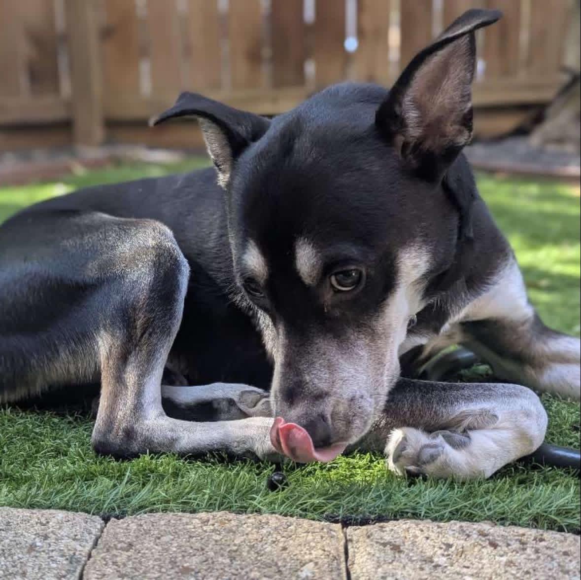 Enlarge Ghost, a Adoptable mixed breed in Houston, TX image 2/6